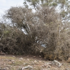 Lycium ferocissimum (African Boxthorn) at Dunlop, ACT - 13 Apr 2015 by RussellB