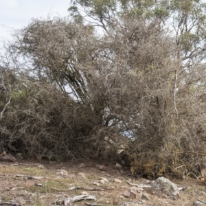 Lycium ferocissimum at Dunlop, ACT - 14 Apr 2015