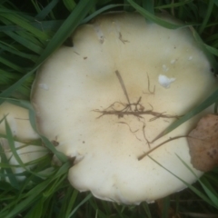 Agaricus sp. (Agaricus) at Australian National University - 20 Apr 2015 by TimYiu