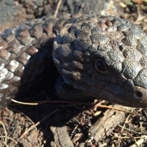 Tiliqua rugosa at Majura, ACT - 24 Aug 2014