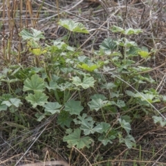 Malva neglecta (Dwarf Mallow) at Dunlop, ACT - 13 Apr 2015 by RussellB