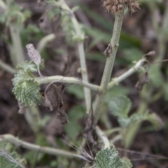 Marrubium vulgare (Horehound) at The Pinnacle - 13 Apr 2015 by RussellB