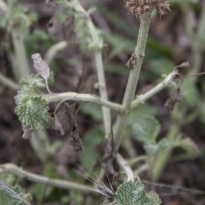 Marrubium vulgare (Horehound) at The Pinnacle - 13 Apr 2015 by RussellB
