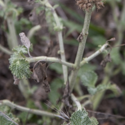 Marrubium vulgare (Horehound) at Dunlop, ACT - 14 Apr 2015 by RussellB