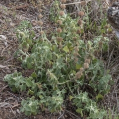 Marrubium vulgare at Dunlop, ACT - 14 Apr 2015 12:00 AM