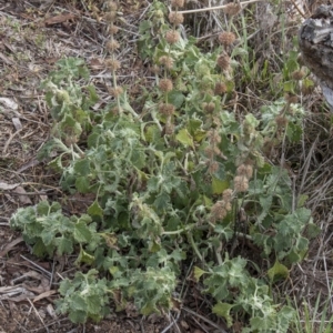 Marrubium vulgare at Dunlop, ACT - 14 Apr 2015