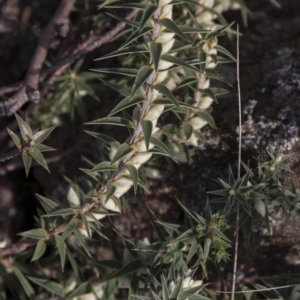 Melichrus urceolatus at The Pinnacle - 14 Apr 2015 12:00 AM