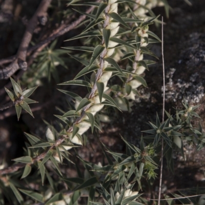 Melichrus urceolatus (Urn Heath) at The Pinnacle - 14 Apr 2015 by RussellB