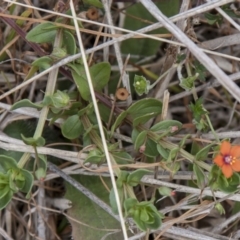 Lysimachia arvensis (Scarlet Pimpernel) at Dunlop, ACT - 14 Apr 2015 by RussellB