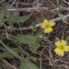 Oxalis perennans (Grassland Wood Sorrel) at The Pinnacle - 14 Apr 2015 by RussellB