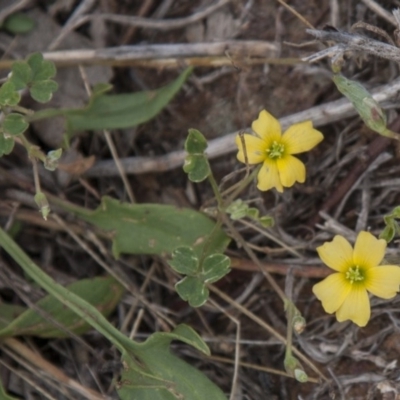 Oxalis perennans (Grassland Wood Sorrel) at The Pinnacle - 13 Apr 2015 by RussellB