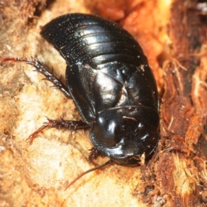 Panesthia australis at Paddys River, ACT - 11 Sep 2018 02:38 PM