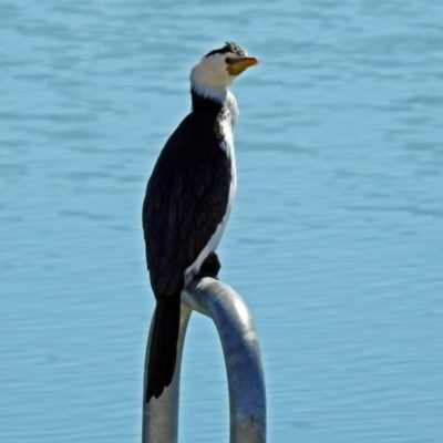 Microcarbo melanoleucos (Little Pied Cormorant) at Coombs Ponds - 13 Sep 2018 by RodDeb