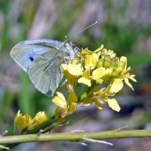 Pieris rapae at Coombs, ACT - 13 Sep 2018