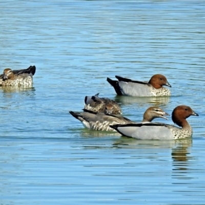 Chenonetta jubata (Australian Wood Duck) at Coombs, ACT - 13 Sep 2018 by RodDeb