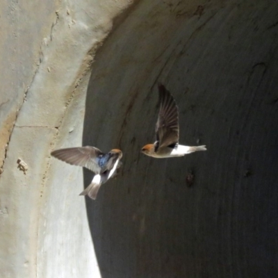 Petrochelidon ariel (Fairy Martin) at Coombs Ponds - 13 Sep 2018 by RodDeb