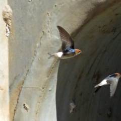 Petrochelidon ariel at Coombs, ACT - 13 Sep 2018 11:12 AM