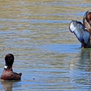 Aythya australis at Coombs, ACT - 13 Sep 2018