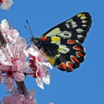 Delias aganippe (Spotted Jezebel) at Coombs Ponds - 13 Sep 2018 by RodDeb