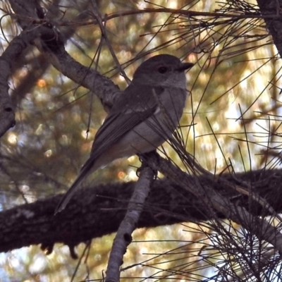 Pachycephala pectoralis (Golden Whistler) at ANBG - 13 Sep 2018 by RodDeb