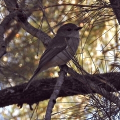 Pachycephala pectoralis (Golden Whistler) at Acton, ACT - 13 Sep 2018 by RodDeb