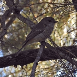 Pachycephala pectoralis at Acton, ACT - 13 Sep 2018