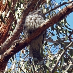 Podargus strigoides at Acton, ACT - 13 Sep 2018