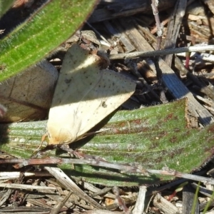 Helicoverpa punctigera at Coombs Ponds - 13 Sep 2018