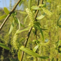 Salix babylonica (Weeping Willow) at Molonglo River Reserve - 11 Sep 2018 by michaelb