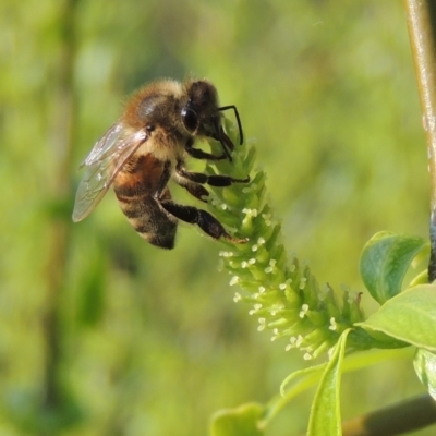 Apis mellifera (European honey bee) at Coombs, ACT - 11 Sep 2018 by MichaelBedingfield