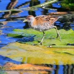 Zapornia pusilla (Baillon's Crake) at Burrill Lake, NSW - 13 Sep 2018 by CharlesDove