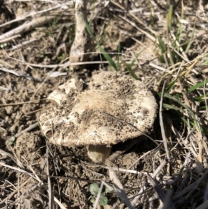 Agaricus sp. at Symonston, ACT - 14 Sep 2018