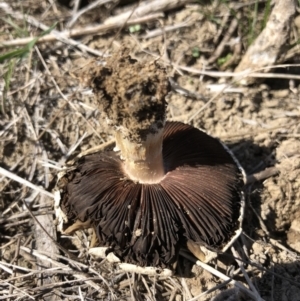 Agaricus sp. at Symonston, ACT - 14 Sep 2018