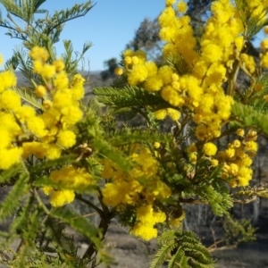 Acacia decurrens at Isaacs Ridge - 14 Sep 2018