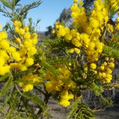 Acacia decurrens (Green Wattle) at Isaacs Ridge and Nearby - 14 Sep 2018 by Mike