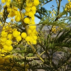 Acacia decurrens at Isaacs Ridge - 14 Sep 2018