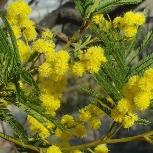 Acacia sp. at Jerrabomberra, ACT - 14 Sep 2018