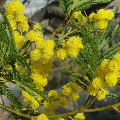 Acacia sp. (A Wattle) at Isaacs Ridge and Nearby - 14 Sep 2018 by Mike