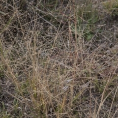 Panicum effusum at Dunlop, ACT - 14 Apr 2015