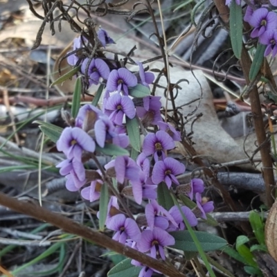 Hovea heterophylla (Common Hovea) at Jerrabomberra, ACT - 14 Sep 2018 by Mike