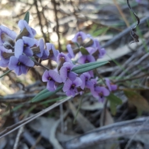 Hovea heterophylla at Isaacs Ridge - 14 Sep 2018 03:03 PM