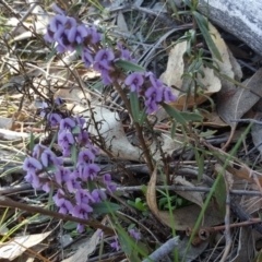 Hovea heterophylla at Isaacs Ridge - 14 Sep 2018