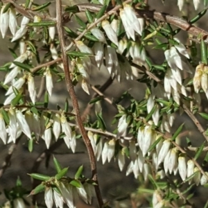 Leucopogon fletcheri subsp. brevisepalus at Jerrabomberra, ACT - 14 Sep 2018