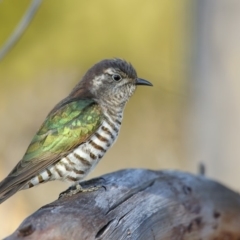 Chrysococcyx lucidus (Shining Bronze-Cuckoo) at Pambula, NSW - 14 Sep 2018 by Leo