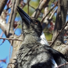 Gymnorhina tibicen (Australian Magpie) at Macarthur, ACT - 14 Sep 2018 by RodDeb