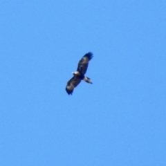 Aquila audax (Wedge-tailed Eagle) at Macarthur, ACT - 14 Sep 2018 by RodDeb