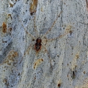 Tamopsis sp. (genus) at Macarthur, ACT - 14 Sep 2018 12:52 PM