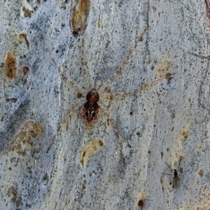 Tamopsis sp. (genus) at Macarthur, ACT - 14 Sep 2018