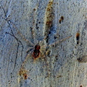 Tamopsis sp. (genus) at Macarthur, ACT - 14 Sep 2018