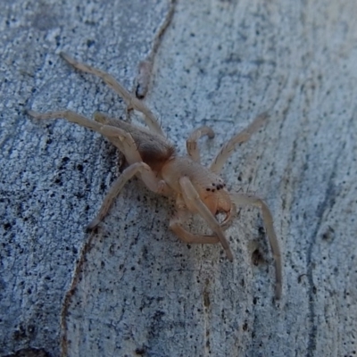 Clubiona sp. (genus) (Unidentified Stout Sac Spider) at Macarthur, ACT - 14 Sep 2018 by RodDeb
